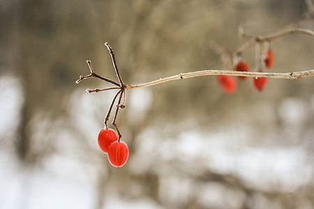 selective focus photo of red berries thumbnail