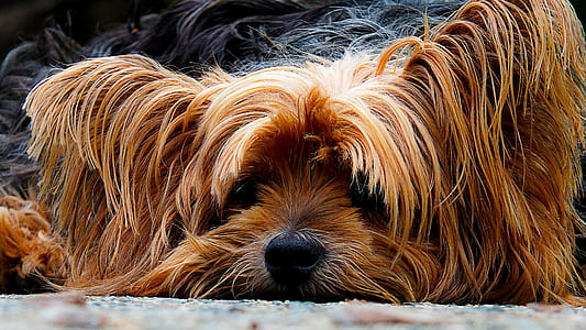 closeup photo of tan and black Yorkshire terrier thumbnail