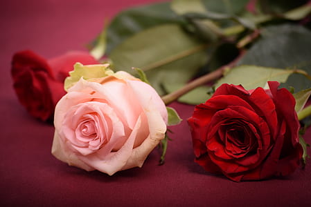 selective focus photo of pink and red roses on red surface thumbnail