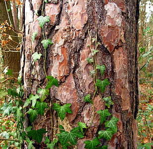 green vines climbing on tree trunk at daytime thumbnail