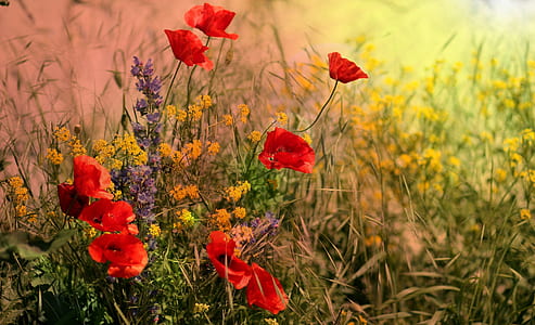 red petaled flower blooms at daytime thumbnail
