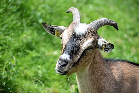 black and brown goat near grass field thumbnail