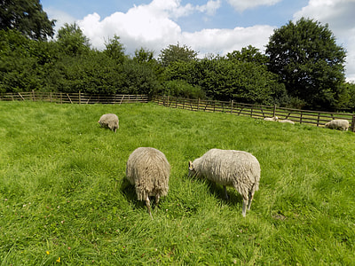 Heidschnucke, Nordic Short Tail Sheep thumbnail