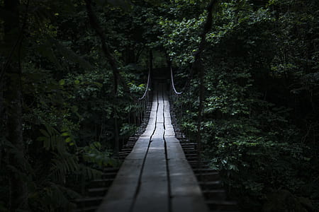 photo of tension bridge with wooden platform in between green leaves trees thumbnail