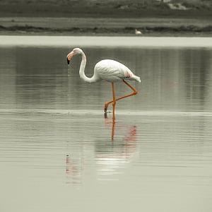 flamingo on body of water thumbnail