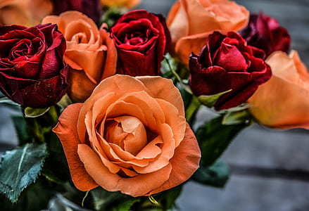 orange and red flowers thumbnail