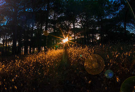 sunset in the woods thumbnail