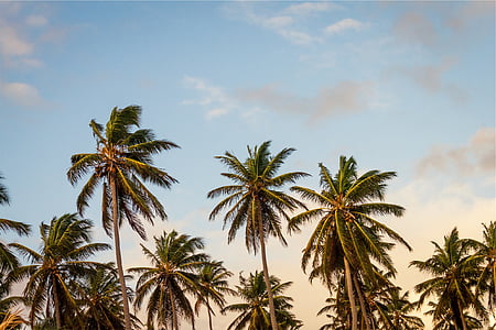 low angle photography of coconut trees thumbnail