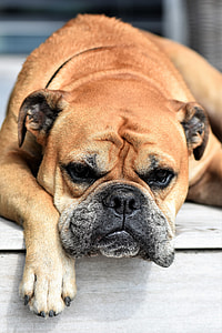 adult fawn boxer dog on wood plank thumbnail