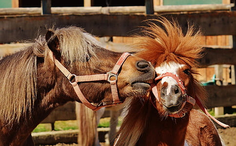 close-up photography of two brown horse thumbnail