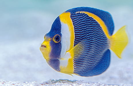 blue and yellow fish thumbnail