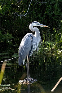 bird standing on stone in body of water thumbnail