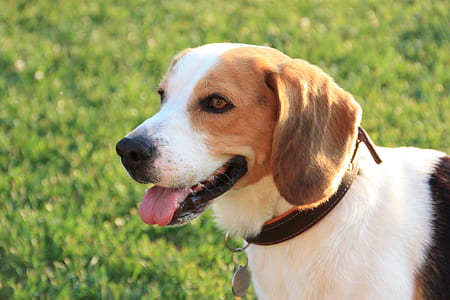 selective focus photo of black, tan, and white beagle puppy on grass field thumbnail