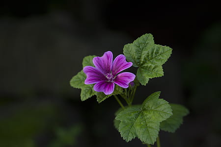 purple petaled flowers thumbnail
