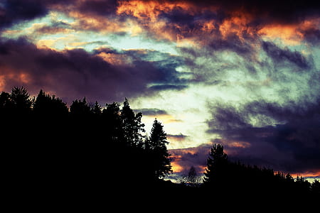 trees under cloudy sky thumbnail