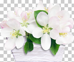 19 White Acacia Png Cliparts For Free Download Uihere