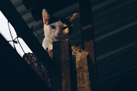 white and black cat on top of gray concrete pillar during daytime thumbnail