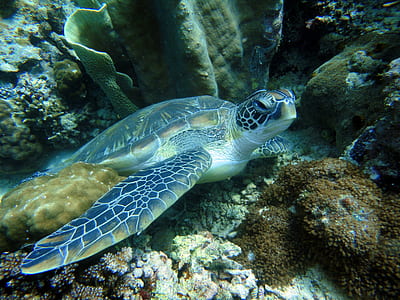 sea turtle on coral reef thumbnail