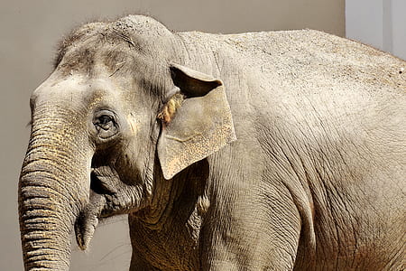 gray elephant thumbnail