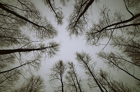 Low Angle Photo of Trees thumbnail