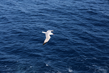 Seagull flying over the sea thumbnail