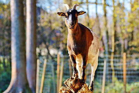 brown and white goat standing on tree branch during daytime thumbnail