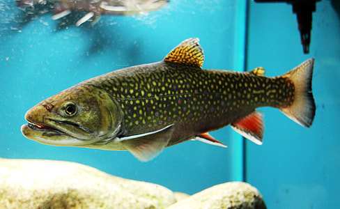 Brook Trout in Aquarium - Salvelinus fontinalis thumbnail