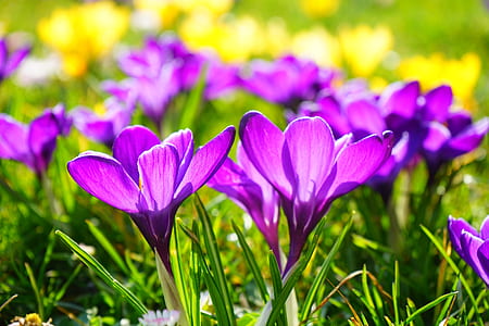 purple crocus flower selective focus photography thumbnail