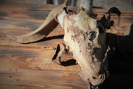 close up photo of antler on brown wooden surface thumbnail