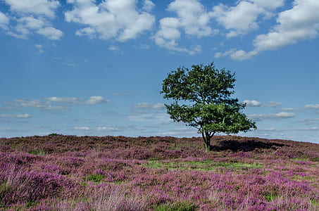 green tree surrounded by purple grass under white clouds during daytime thumbnail