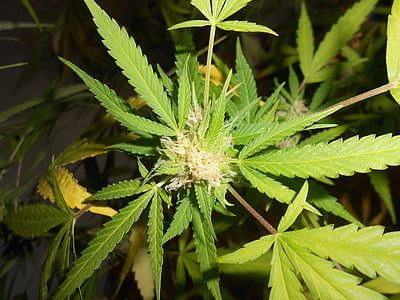 close-up photography of plant thumbnail