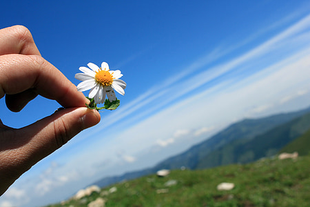 person holding white petaled flower in bloom thumbnail