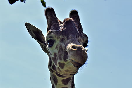 closeup photo of giraffe's face thumbnail