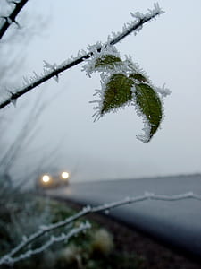 close-up photography of frozen green leaf thumbnail