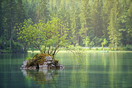 selective focus photography green leaf plant in calm body of water during day time thumbnail