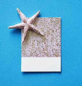 blue, animal, design, golden thumbnail