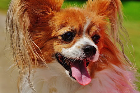 Red White Papillon thumbnail