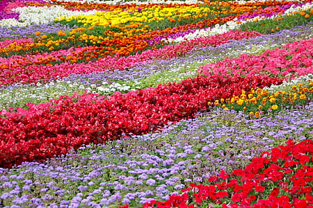 assorted flowers field thumbnail