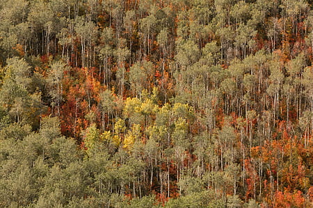 green forest during daytime thumbnail