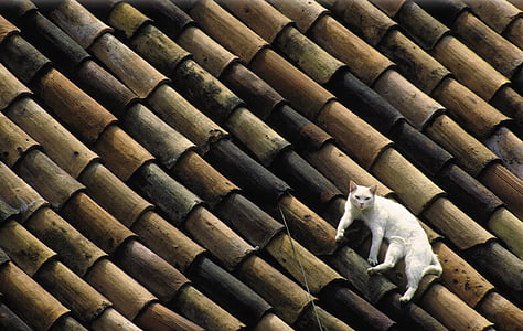 white cat on the wooden roof thumbnail