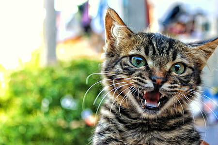 animal, pet, kitten, cat thumbnail
