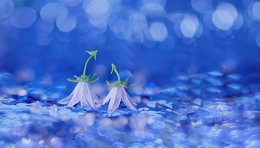 selective focus photo of two blue flowers thumbnail