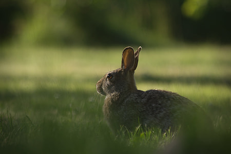 selected focus photo of a gray rabbit on grass field thumbnail