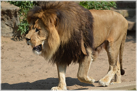 closeup photo of a lion thumbnail