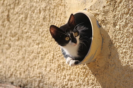 black and white cat in bowl thumbnail