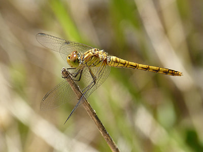 Dragonfly, Yellow Dragonfly thumbnail