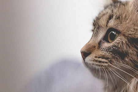 shallow focus photography of brown cat thumbnail
