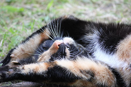 tortoiseshell cat lying on grass thumbnail