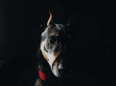 selective focus photography of tan and black Doberman pinscher thumbnail