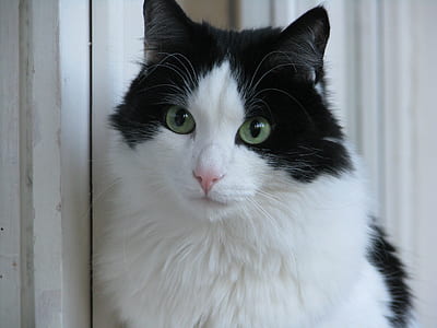long-coated cat looking at camera thumbnail